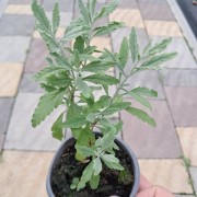 Перовскія